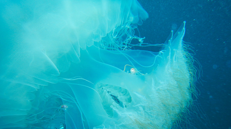 nomad jellyfish floating around