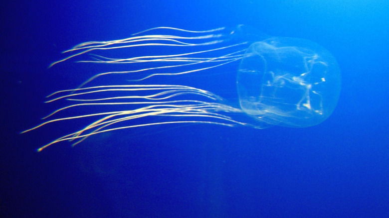 Sea wasp swimming around