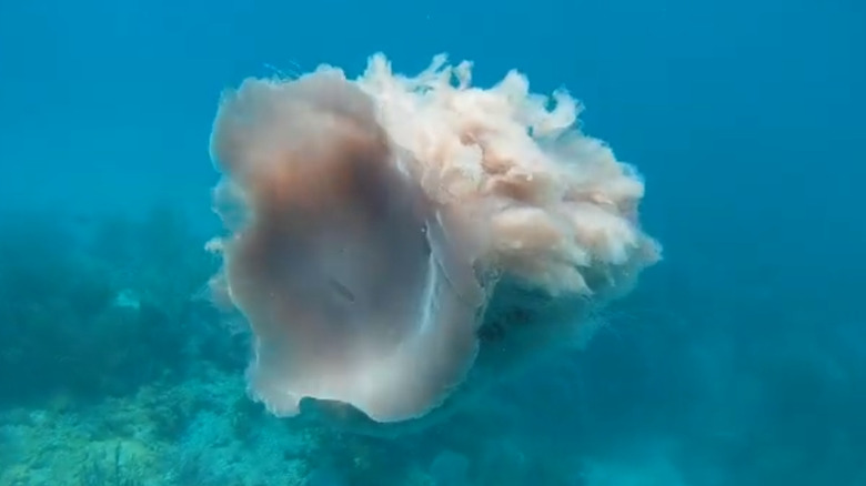 Stinging cauliflower jellyfish in motion
