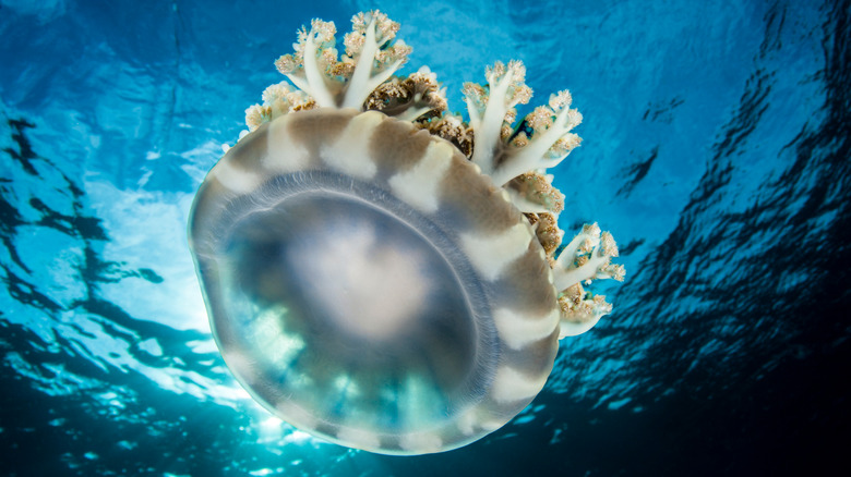 upside down jellyfish swimming