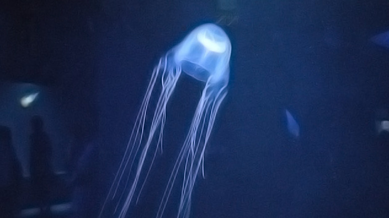 viper jellyfish in tank