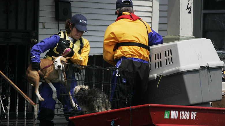 Animal control expert rescues a dog