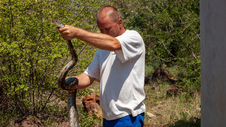 Man catching a giant snake