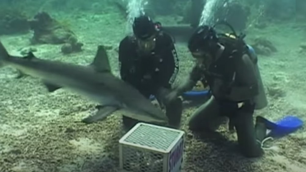 MythBusters Swimming and Punching Sharks 