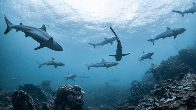 shiver of gray reef sharks just below surface