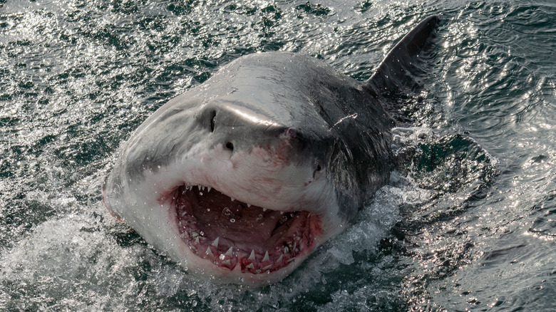 great white shark surfacing menacingly 