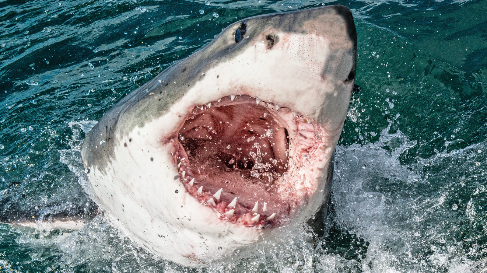 the-most-dangerous-sharks-in-the-world