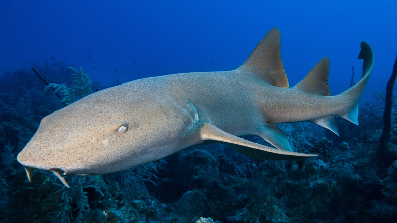 nurse shark hunting for prey in blue water