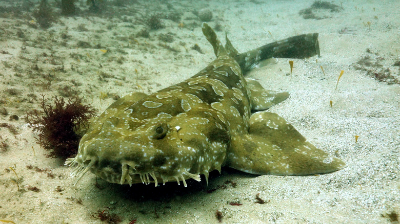 spotted wobbegong shark on seafloor