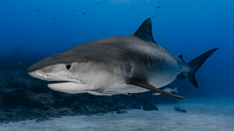 tiger shark on the hunt