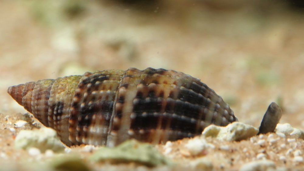 cone snail