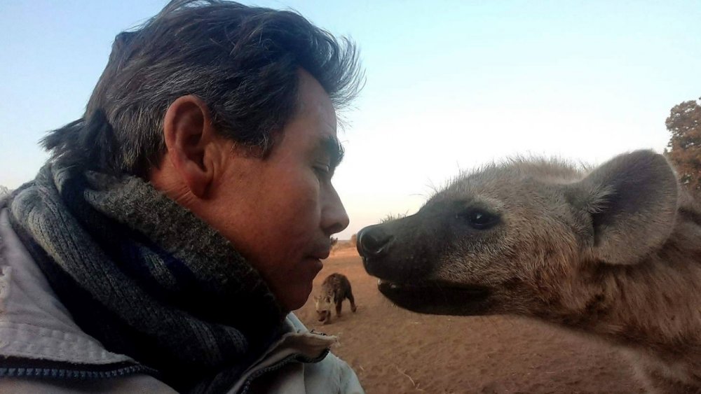 dangerous social media photo, man nearly touching noses with calm hyena