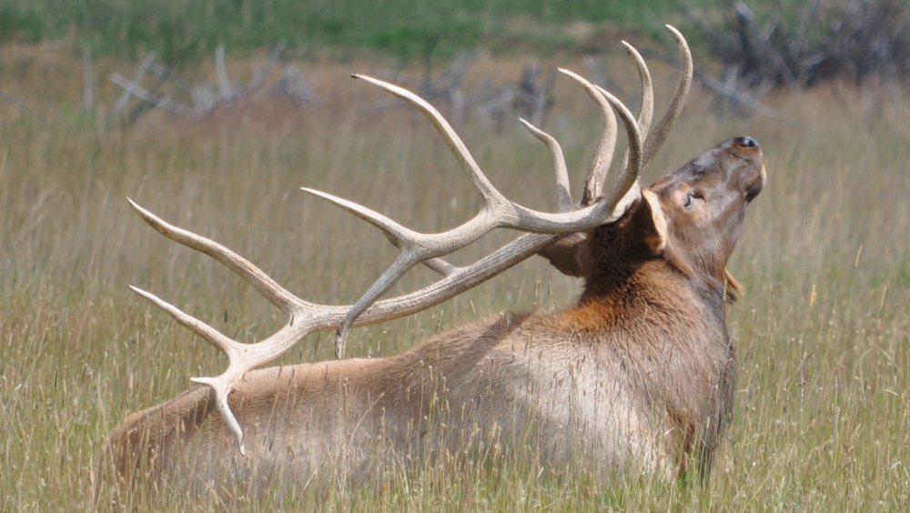 dangerous social media photo, large mature male elk preening in a field