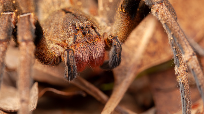 Brazilian wandering spider hunting prey