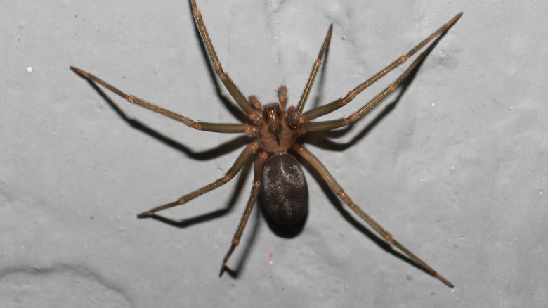 brown recluse spider upside down