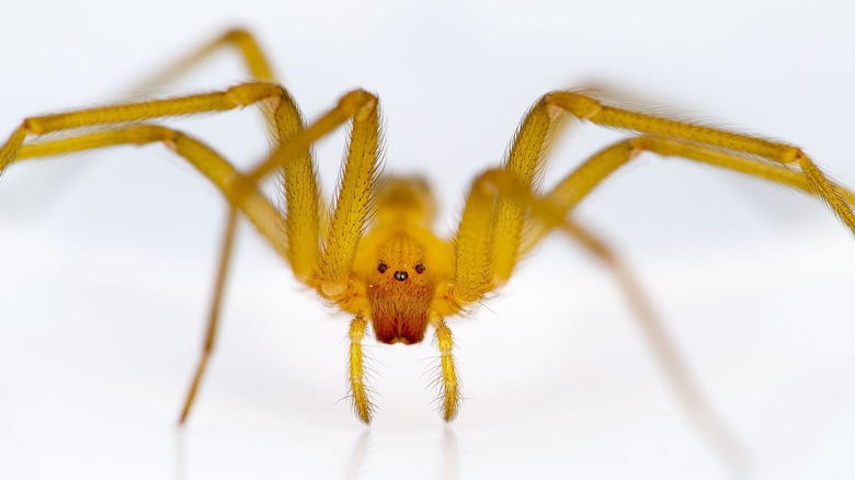 chilean recluse spider on white