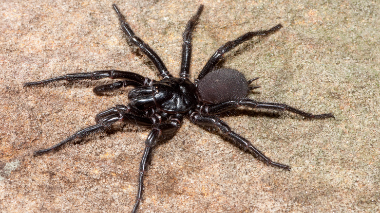 black funnel-web spider on sand