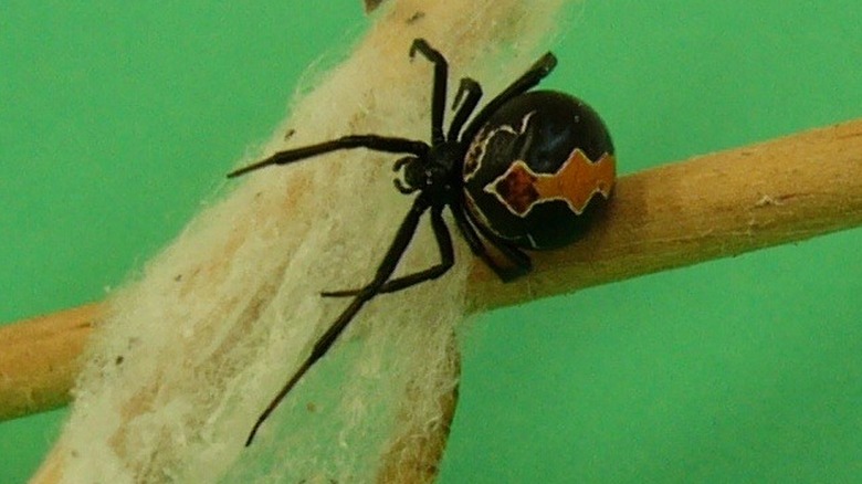 Black katipo spider on stick