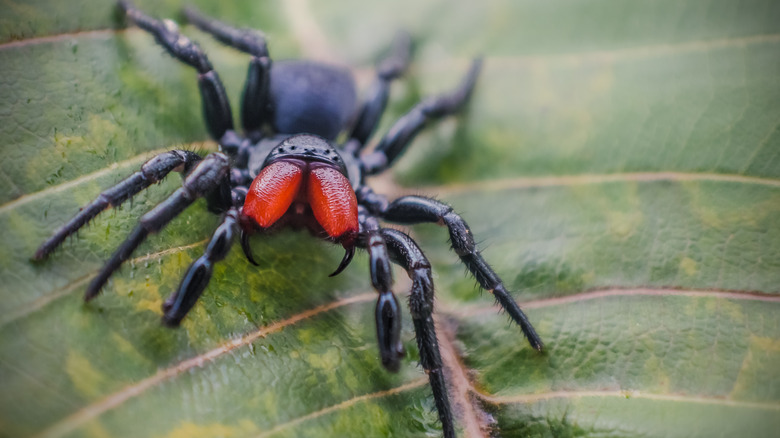 The Most Dangerous Spiders In The World