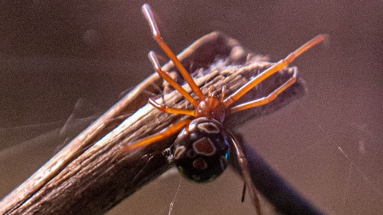red widow spider in captivity