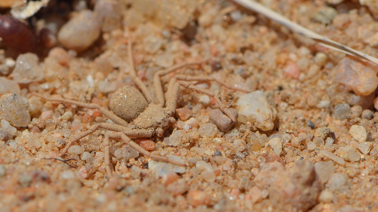 six-eyed sand spider camouflaged in sand and rocks