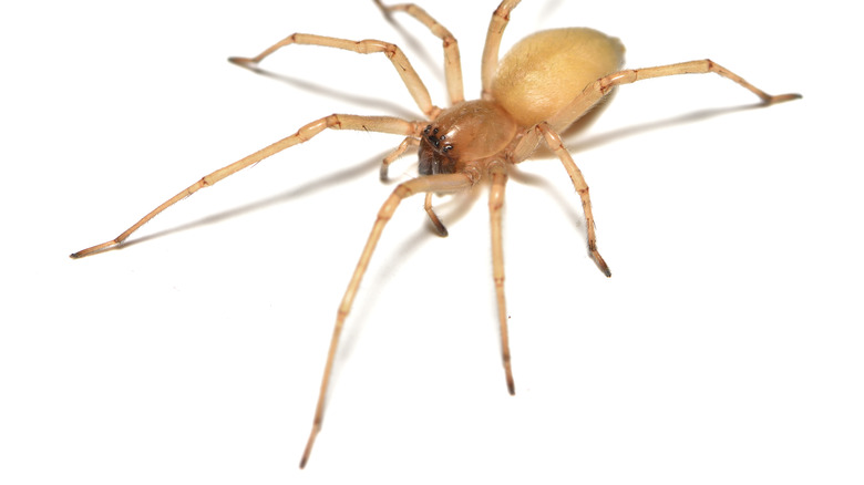 Yellow sac spider on white