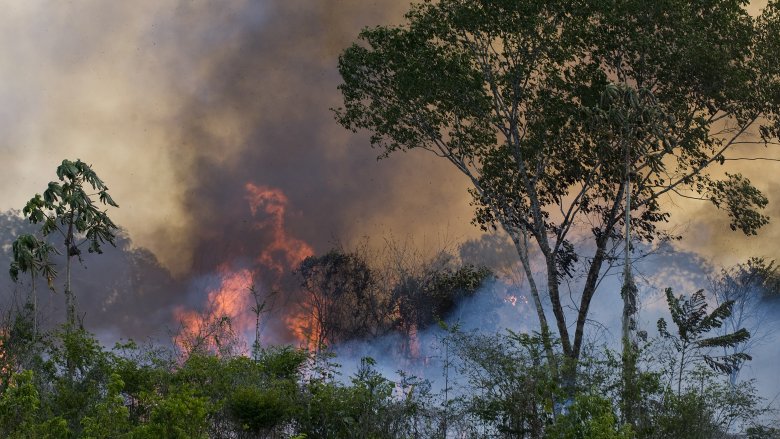 fire smoke in distance in forest