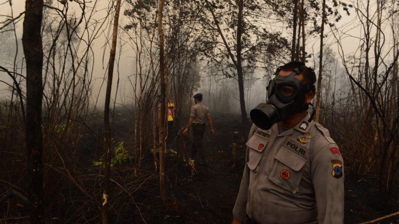 smokey forest police in masks