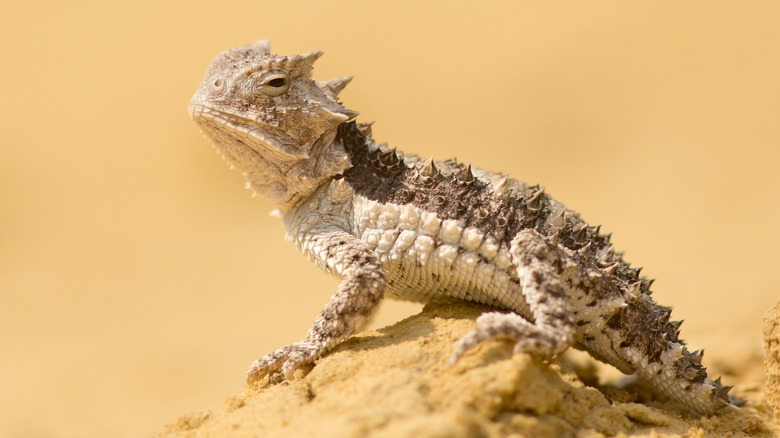 Horned lizard