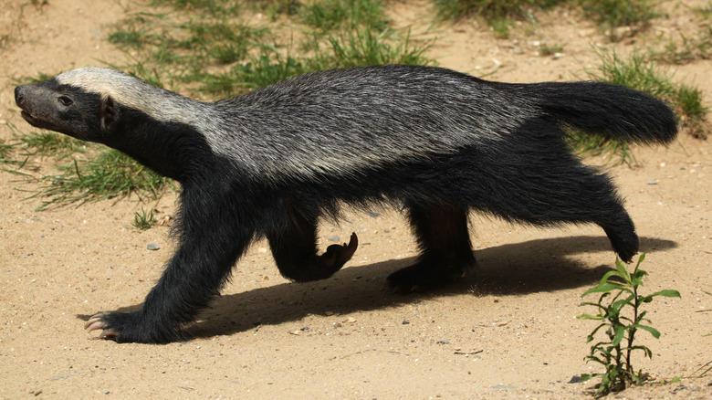 Honey badger running