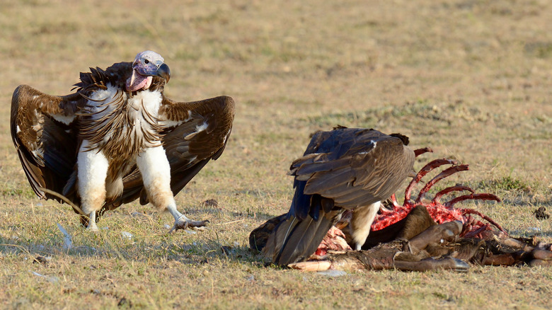 Vultures with carrion