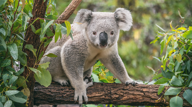 Koala