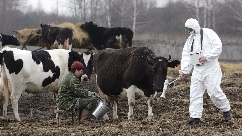 Radiation test, exclusion zone, cow, milking