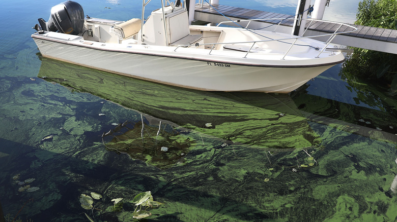 Algal bloom dirties Okeechobee