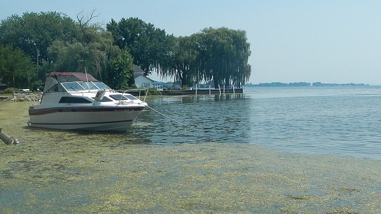 Algal bloom in Lake St. Clair, July 21, 2014.