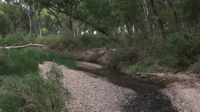 San Pedro River, Arizona