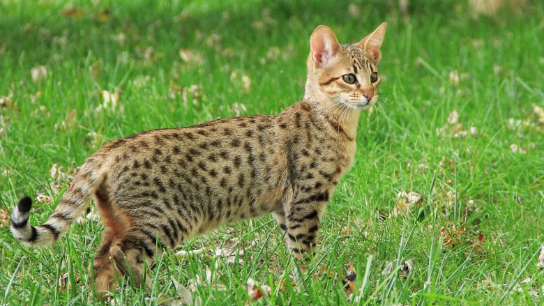 most expensive savannah cat