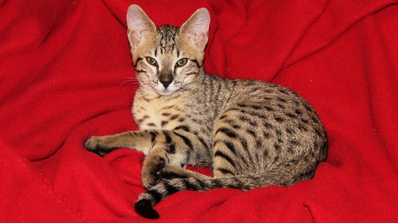 Savannah cat