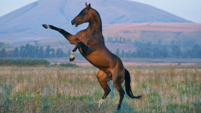 Akhal-Teke stallion