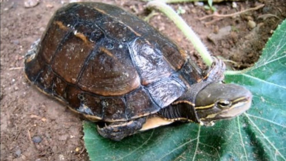 yunnan box turtle