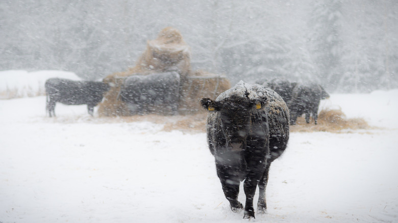 black angus in snowstorm