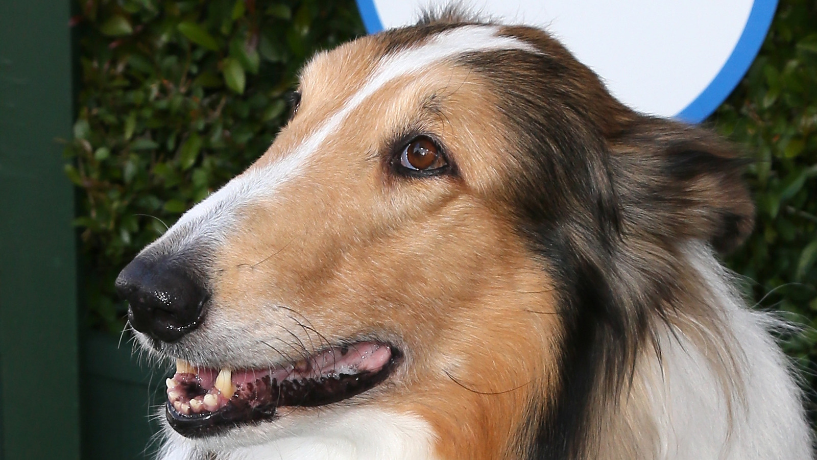 Lassie' dog breed at risk of dying out as numbers fall