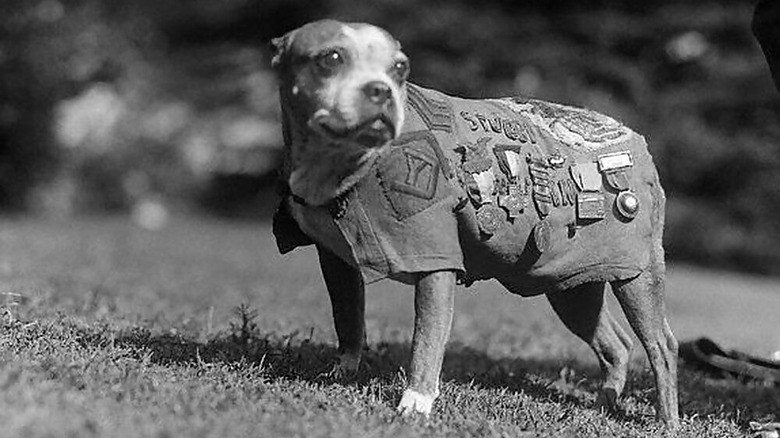 Sergeant Stubby