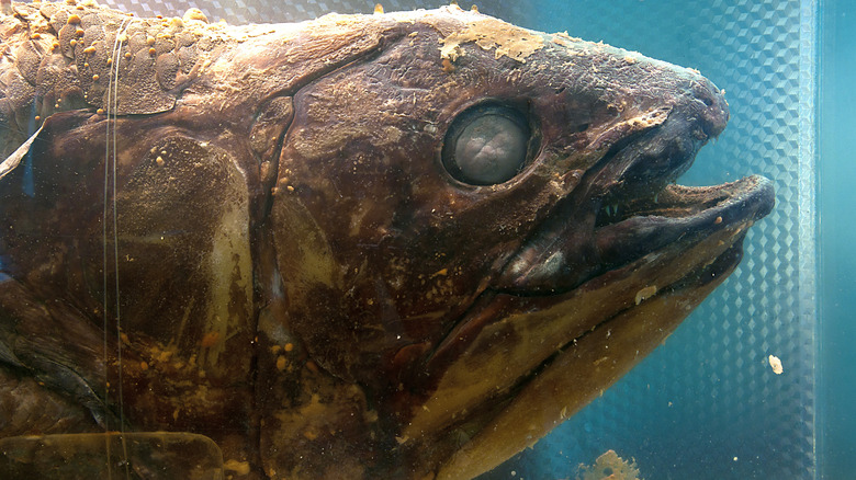 Coelacanth creepy close up fish