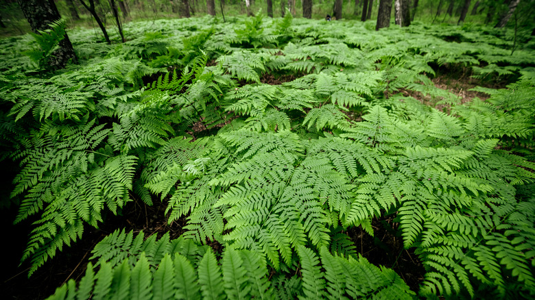 forest floor covered with ferns