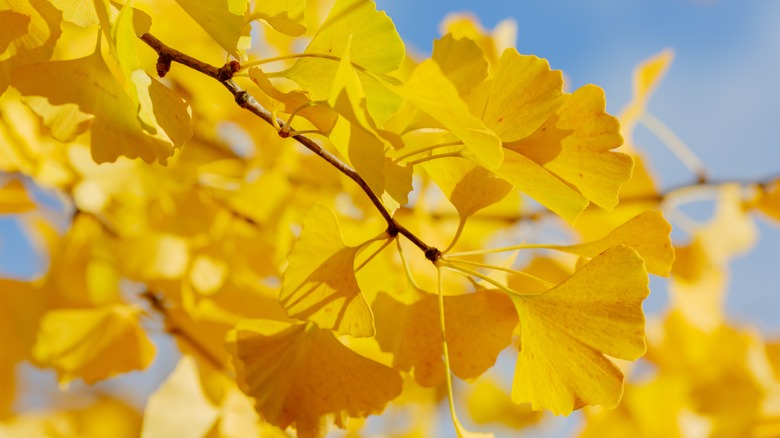 Gingko leaves in the autumn