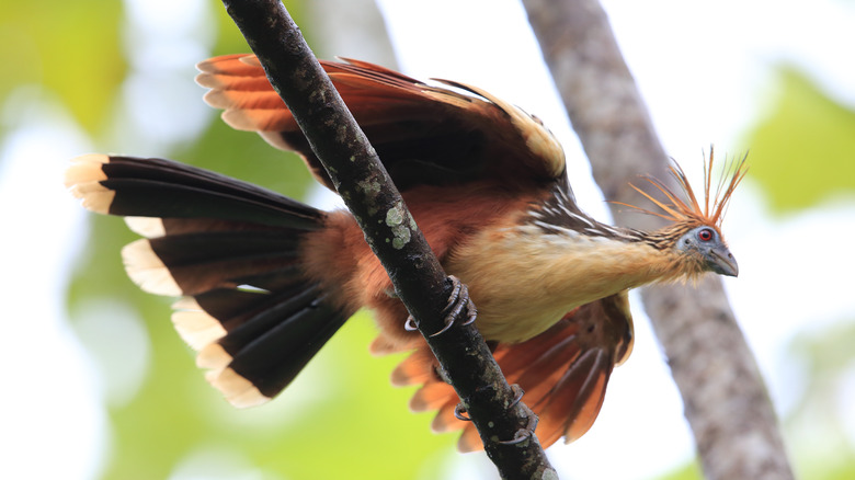 Hoatzin perched in a tree