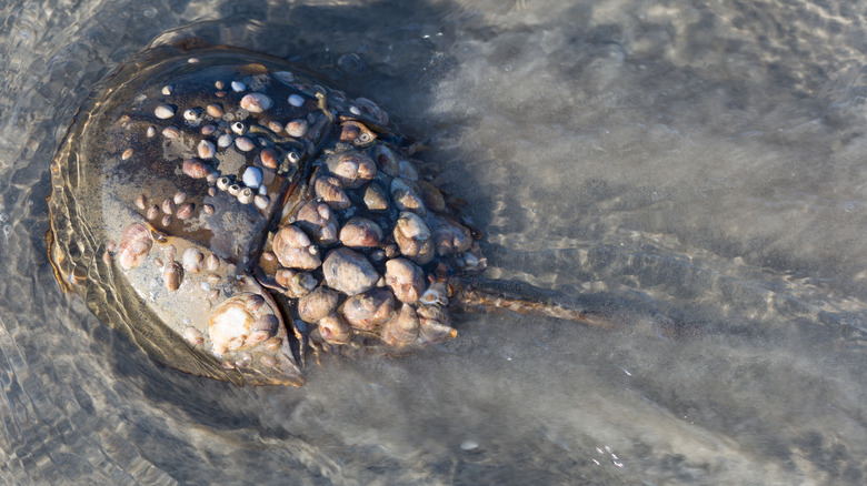 an old horseshoe crab covered in barnacles