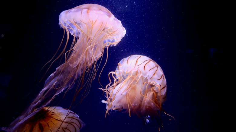 jellyfish swimming