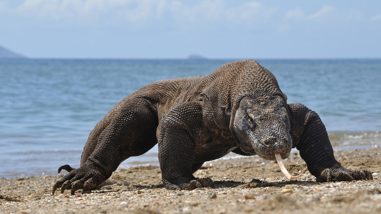 komodo dragon on the beach